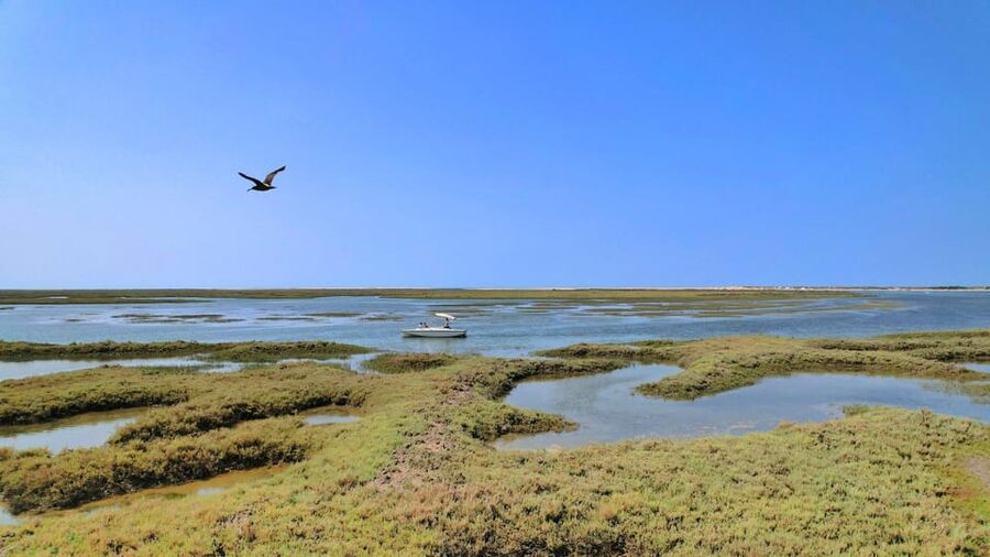 Faro: Ria Formosa Eco Birdwatching Boat Tour - Comfort, weather, and who should skip it