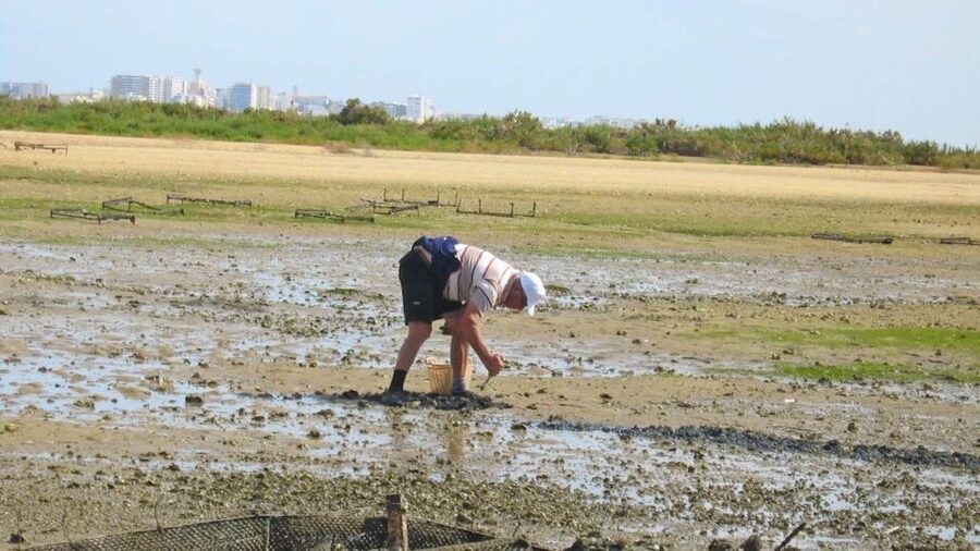 Faro: Ria Formosa Eco Birdwatching Boat Tour - Booking advice for a flexible Faro day