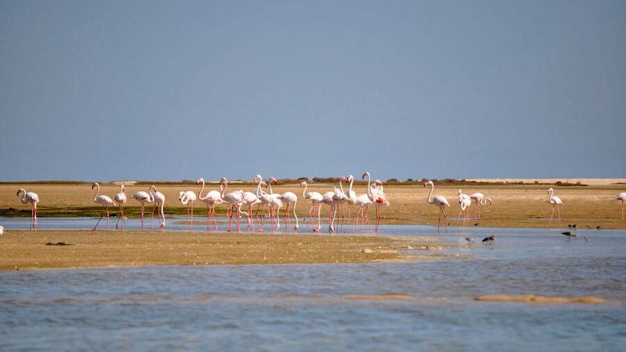 Faro: Ria Formosa Eco Birdwatching Boat Tour - What happens after you meet at Cais das Portas do Mar