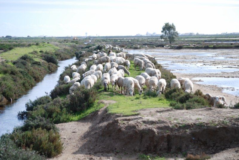 Faro: Ria Formosa Natural Park Segway Tour & Birdwatching - Key points to know before you book