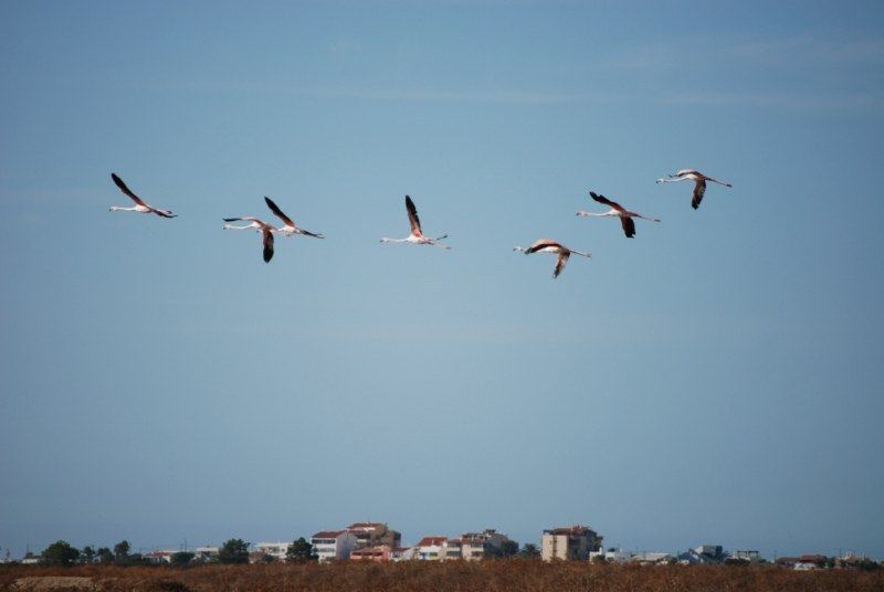 Faro: Ria Formosa Natural Park Segway Tour & Birdwatching - Why Ria Formosa is a fine place for a Segway ride
