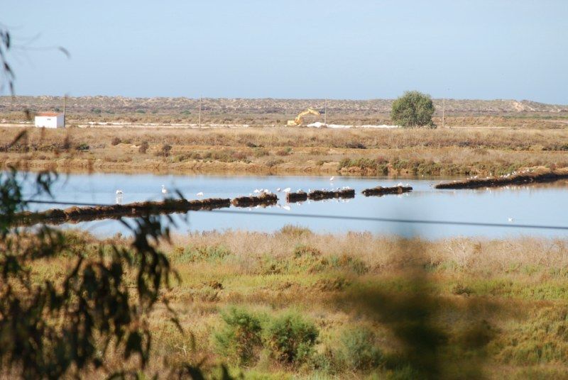 Faro: Ria Formosa Natural Park Segway Tour & Birdwatching - Following the park paths