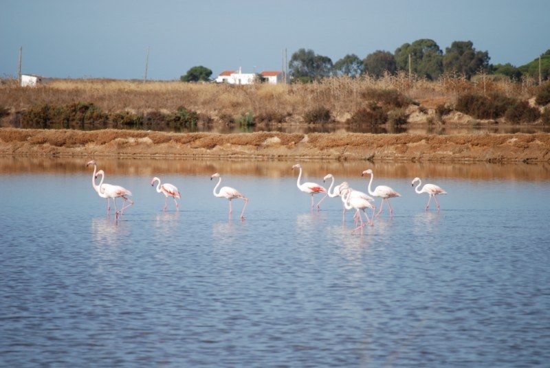 Faro: Ria Formosa Natural Park Segway Tour & Birdwatching - What your guide adds