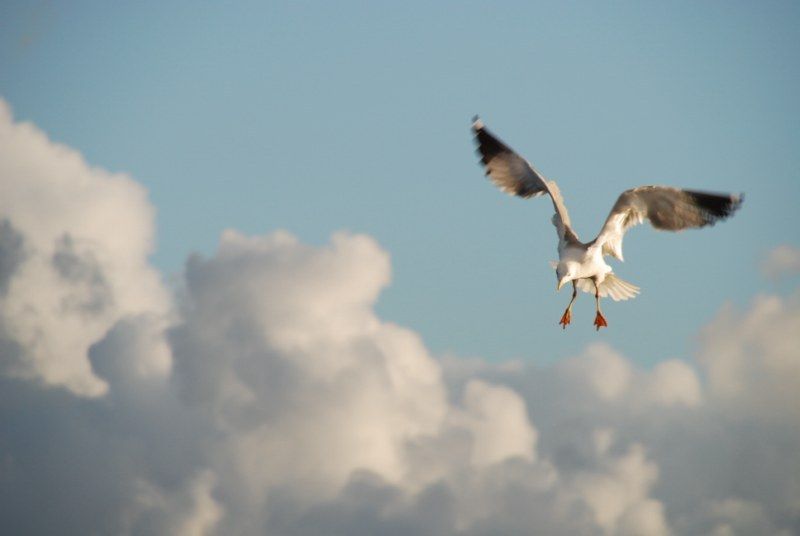 Faro: Ria Formosa Natural Park Segway Tour & Birdwatching - Who will enjoy it most