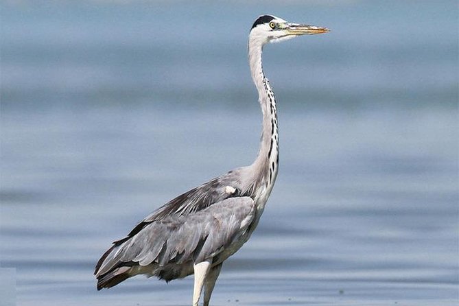 Fayoum Full Day tour Bird Watching - Why Fayoum makes a good bird-watching day from Cairo
