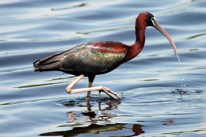 Fayoum Full Day tour Bird Watching - Qarun Lake and Fayoum’s productive oasis
