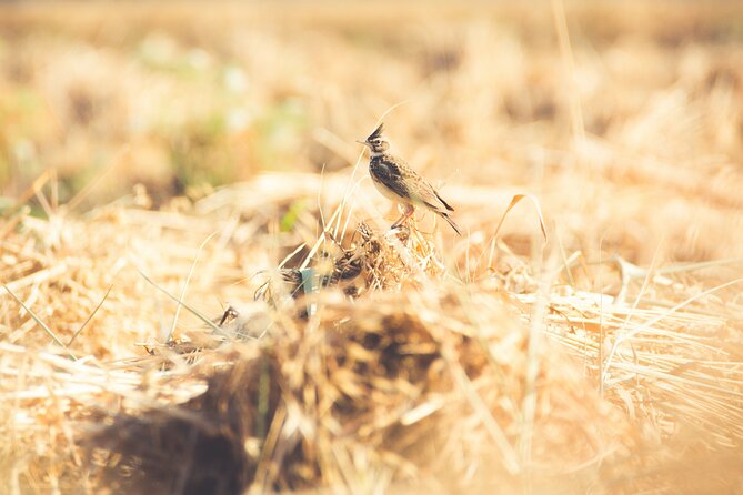 Fayoum Full Day tour Bird Watching - What the private format adds