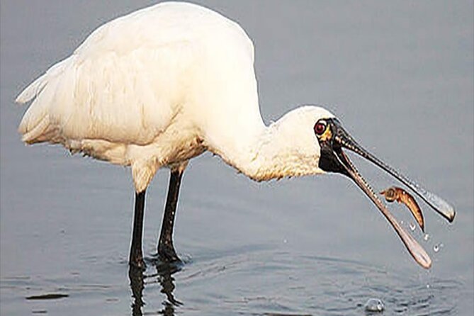 Fayoum Full Day tour Bird Watching - A note about changing the itinerary