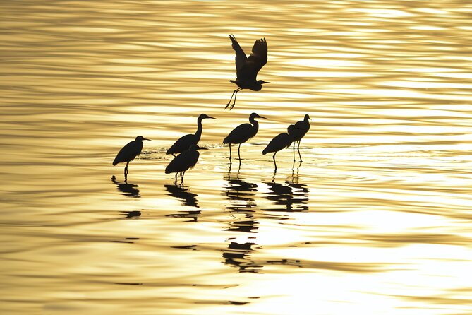 Fayoum Full Day tour Bird Watching - Who should book this Fayoum outing