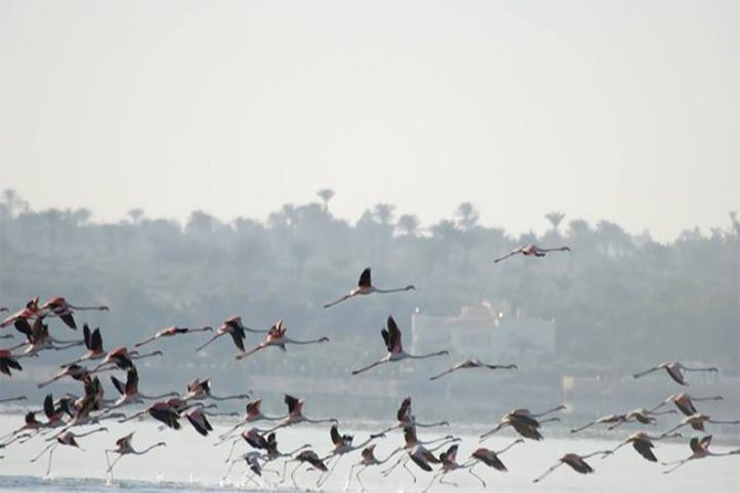 Fayoum Full Day tour Bird Watching - The drive from Cairo to Wadi El-Rayan
