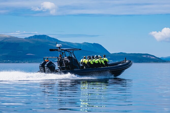 Fjord and Sea Eagle Safari from Sortland - Key points at a glance