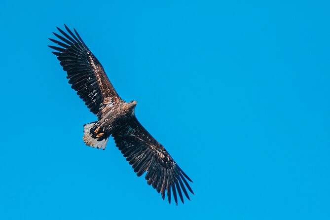 Fjord and Sea Eagle Safari from Sortland - Is $85.29 a fair price?