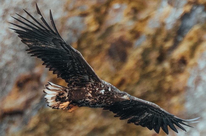 Fjord and Sea Eagle Safari from Sortland - Weather, clothing, and practical planning