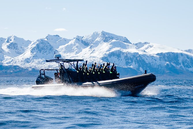 Fjord and Sea Eagle Safari from Sortland - The sea eagle search is the main event