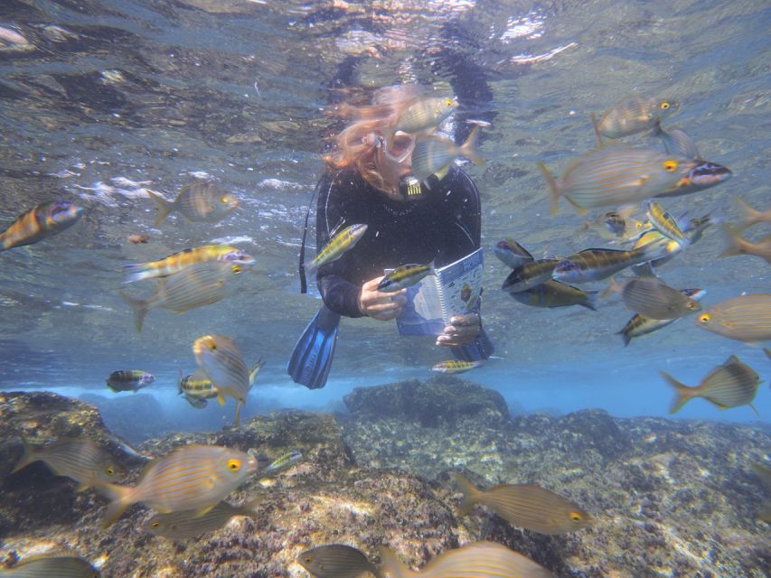 Flamingo Beach: Guided SUP and Snorkeling experience - Key points to know before you book