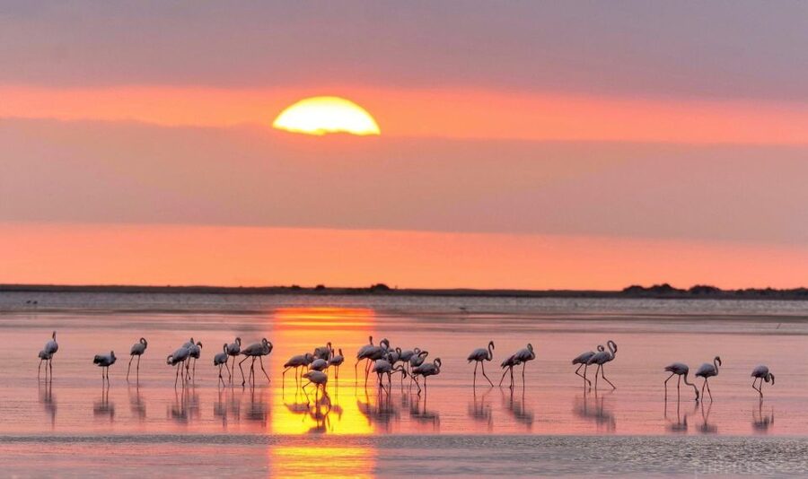 Flamingo-Birdwatching in the Ebro Delta at Sunset - Why sunset is the right time for the Ebro Delta