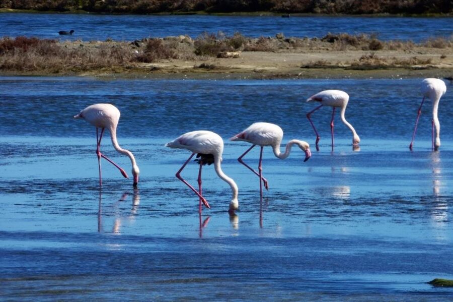 Flamingo-Birdwatching in the Ebro Delta at Sunset - Riet Vell begins with a quiet walk