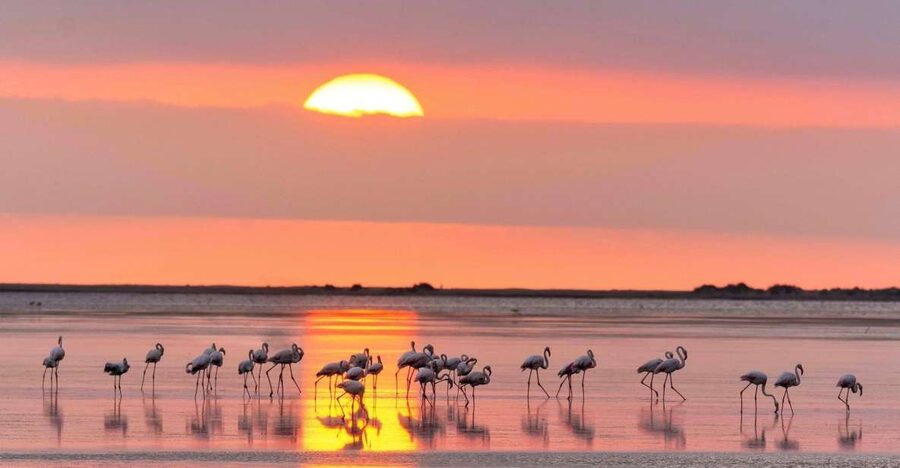 Flamingo-Birdwatching in the Ebro Delta at Sunset - Trabucador Beach brings the tour to the coast