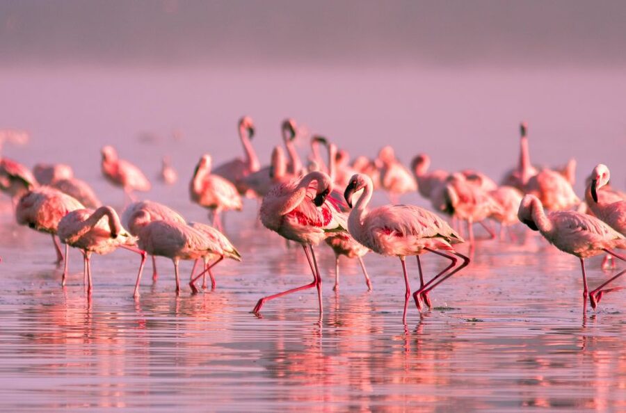 Flamingo-Birdwatching in the Ebro Delta at Sunset - Tancada lagoon is the flamingo stop