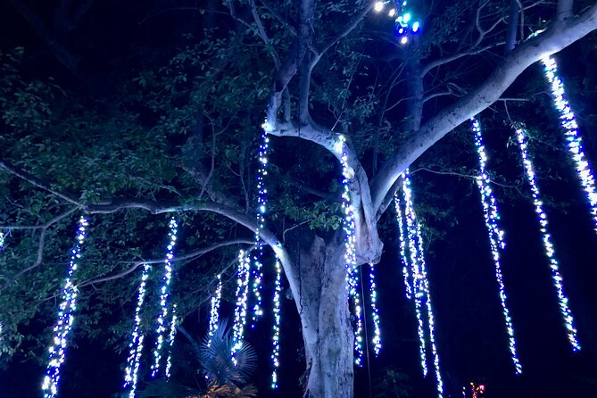 Flamingo Gardens' Garden of Lights - Who will enjoy this evening?