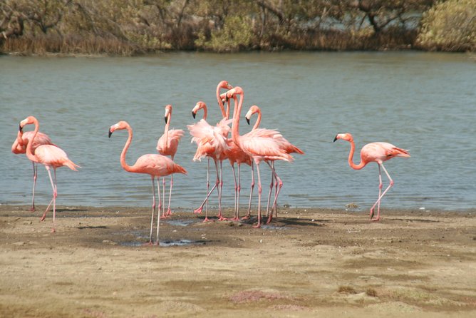Flamingo & Mangrove Trip with Local Guide - Getting there from a hotel or apartment