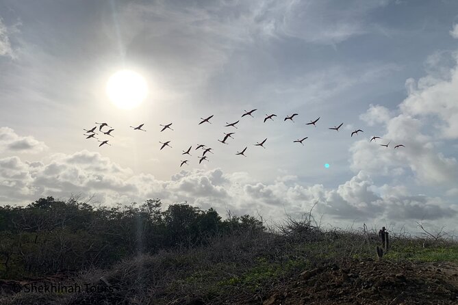 Flamingo & Mangrove Trip with Local Guide - Is $68 a fair price?