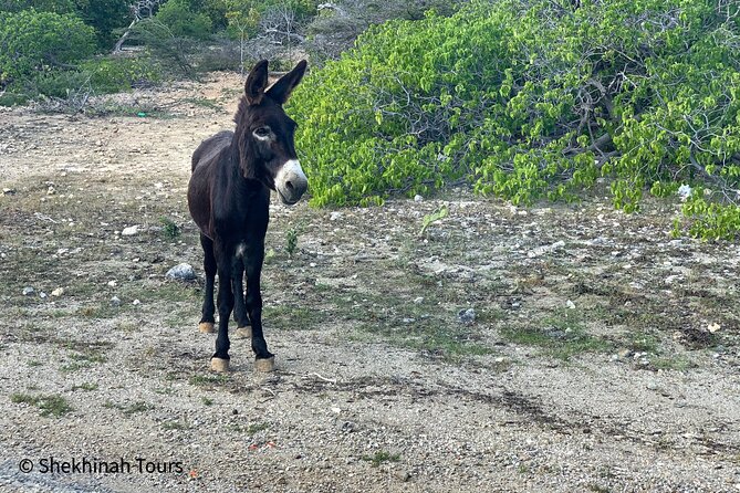 Flamingo & Mangrove Trip with Local Guide - What to bring for a warm, exposed outing