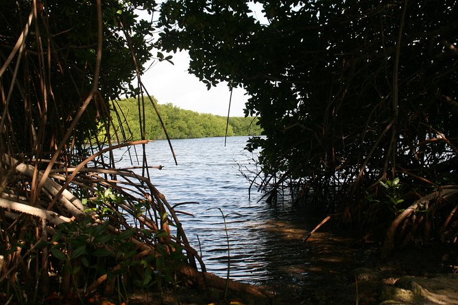Flamingo & Mangrove Trip with Local Guide - Flamingo sightings depend on the day