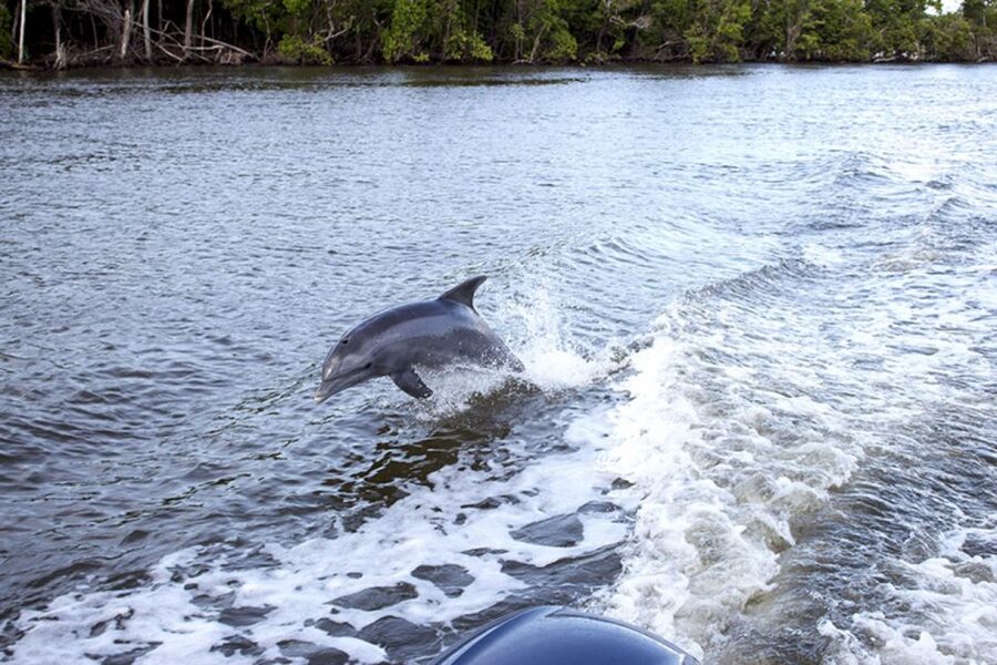 Flamingo Marina: Backcountry Boat Tour of the Everglades - Along Buttonwood Canal