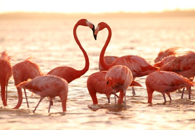 Flamingo Sightseeing Pink Lake Tour and Rio Lagartos Boat Ride - The Mayan clay bath and crocodile sanctuary