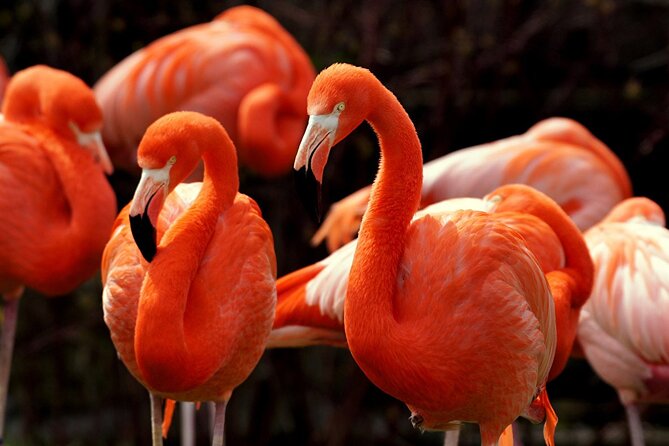 Flamingo Sightseeing Pink Lake Tour and Rio Lagartos Boat Ride - Rio Lagartos boat ride: the strongest part of the day