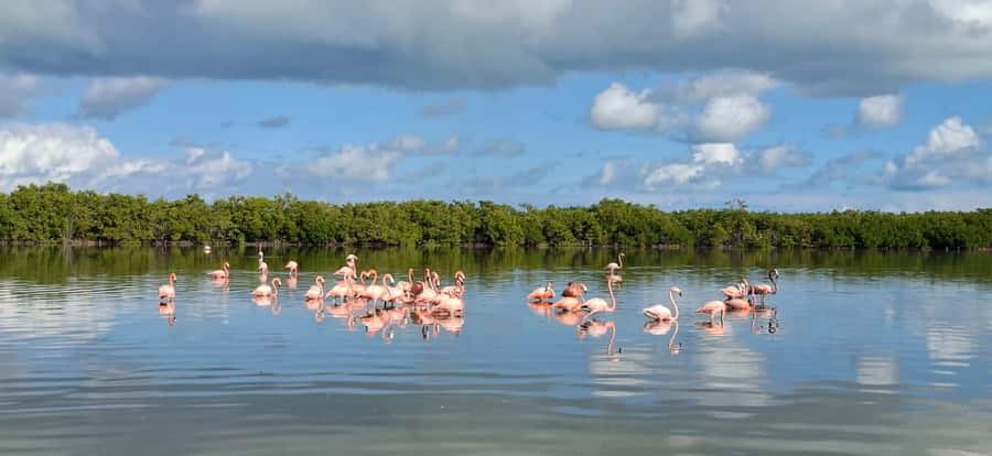 flamingo tour in Rio Lagartos, Yucatan 3 hours - Flamingos in their natural feeding area