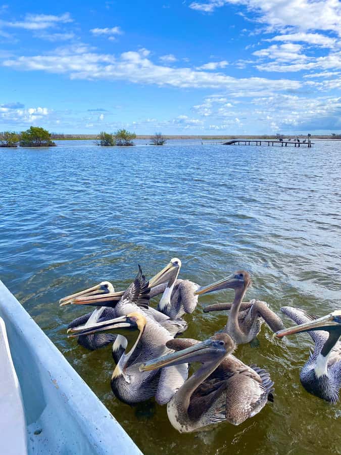 flamingo tour in Rio Lagartos, Yucatan 3 hours - Looking for crocodiles and other wildlife