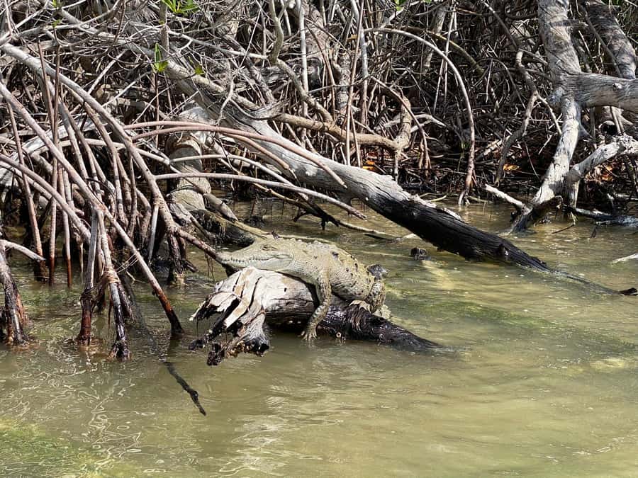 flamingo tour in Rio Lagartos, Yucatan 3 hours - The Mayan clay bath and beach stop