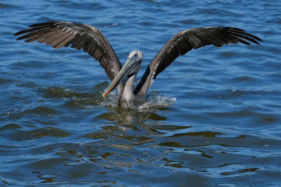 flamingo tour in Rio Lagartos, Yucatan 3 hours - Timing, comfort, and what to pack