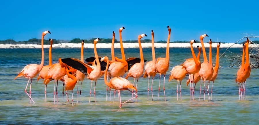 flamingo tour in Rio Lagartos, Yucatan 3 hours - The first hour, mangroves and birdlife