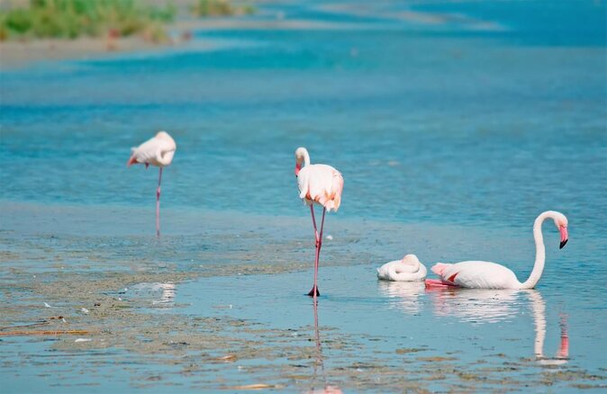 Flamingos Sightseeing Segway Tour - From Cagliari’s harbor to the Molentargius wetlands