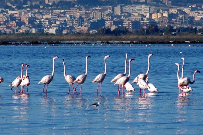 Flamingos Sightseeing Segway Tour - Why a Segway works well in Cagliari