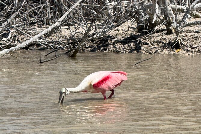 Flamingos Tour in Rio Lagartos Yucatan 2 hours - What the private format changes
