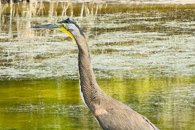 Flamingos Tour in Rio Lagartos Yucatan 2 hours - The strongest parts of the guiding service