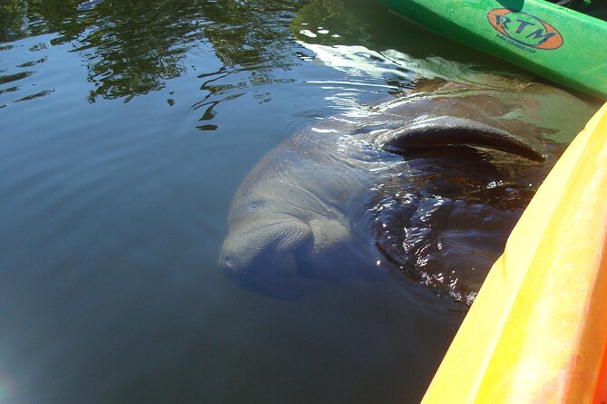 Fort Myers Beach: Guided Kayak Sunset Tour in Pelican Bay - Who will enjoy this Fort Myers Beach kayak tour?