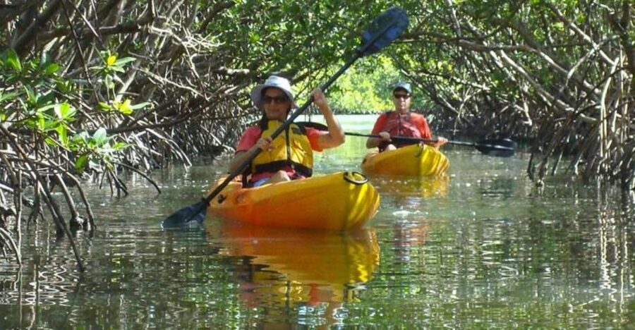 Fort Myers: Guided Kayak or SUP Tour in Pelican Bay - Dolphins, Manatees, and the Wildlife Question
