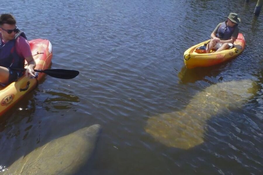 Fort Myers: Guided Kayak or SUP Tour in Pelican Bay - Afternoon Timing and Tour Conditions