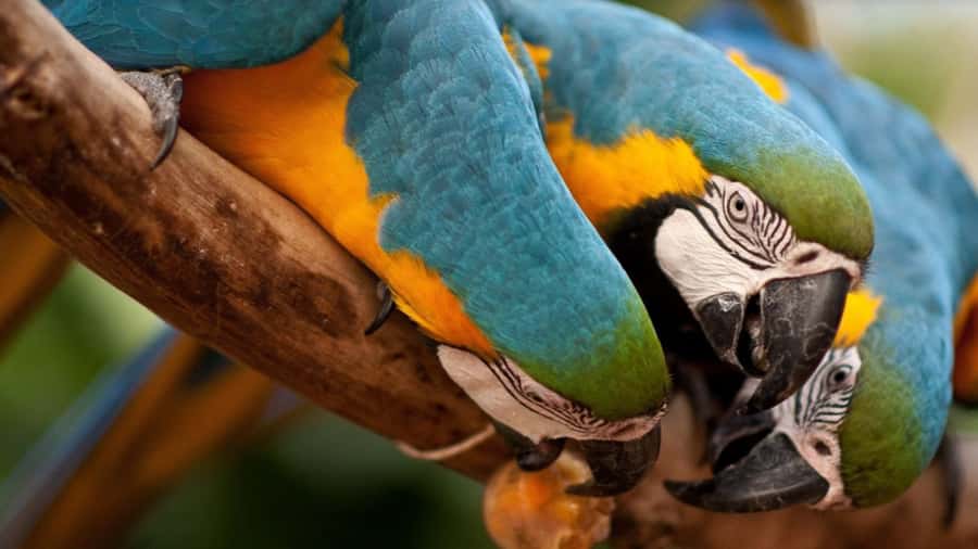 Foz do Iguaçu: Bird Park Tour with Tickets - Key points to know before you book