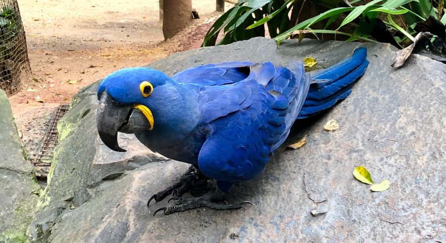 Foz do Iguaçu: Bird Park Tour with Tickets - Walking the sign-posted jungle route