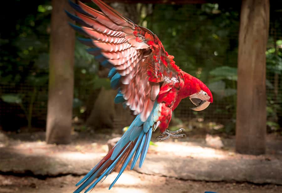 Foz do Iguaçu: Bird Park Tour with Tickets - Is $54 a fair price?