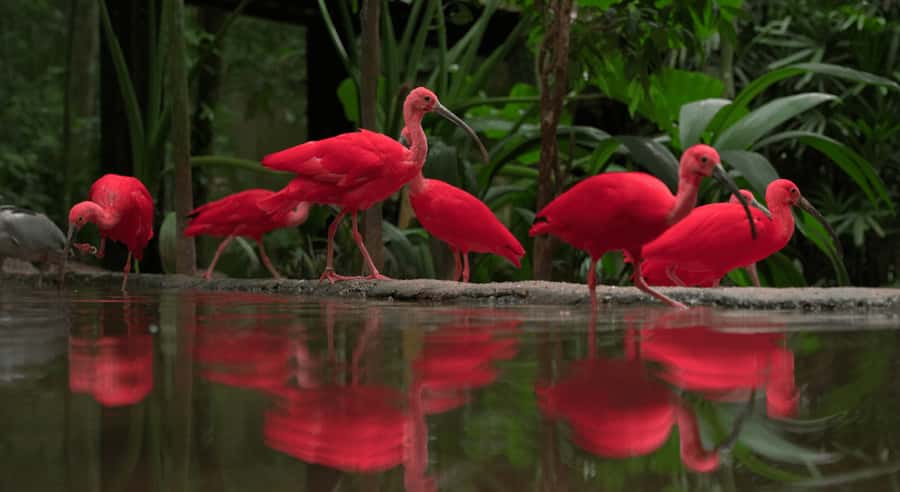 Foz do Iguaçu: Bird Park Tour with Tickets - My practical verdict