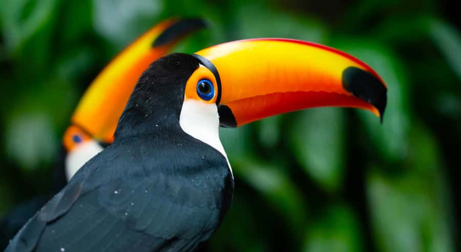Foz do Iguaçu: Bird Park Tour with Tickets - What your hotel transfer is really like