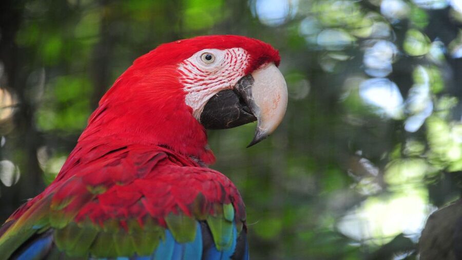 Foz do Iguaçu: Brazilian Side of the Falls + Bird Park - The panoramic elevator and Devil’s Throat