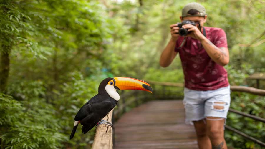 Foz do Iguaçu: Brazilian Side of the Falls + Bird Park - What the guide and vehicle add